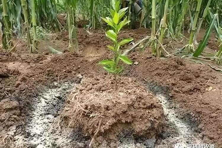 土壤中怎样施用钙肥——石灰和石膏？