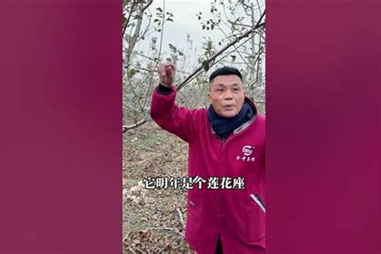冬季白皮松上什么化肥好