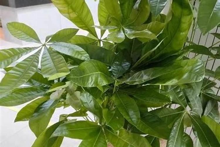 发财树夏季要施肥吗(发财树夏天多久施一次肥合适)