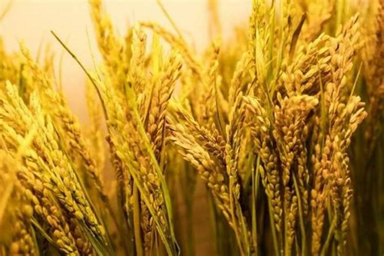 种韭菜用什么肥料长得好