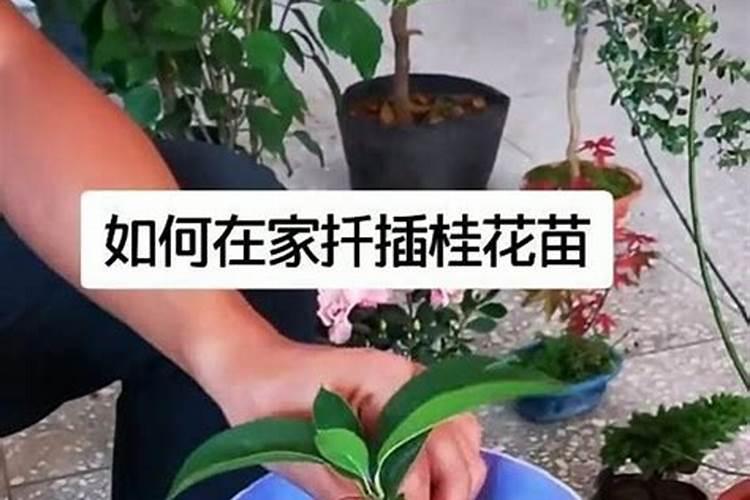 桂花移栽后浇水方法
