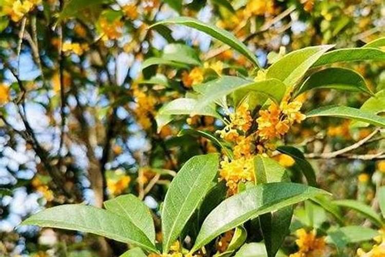 刚移栽的桂花树如何浇水施肥