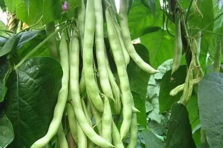 架豆多久施一次肥