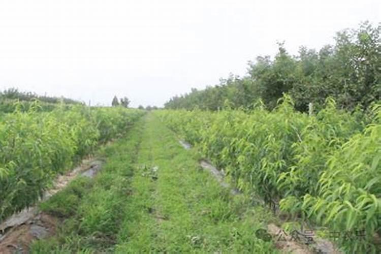 用花生饼玉米粉施肥桃树会掉叶子吗？