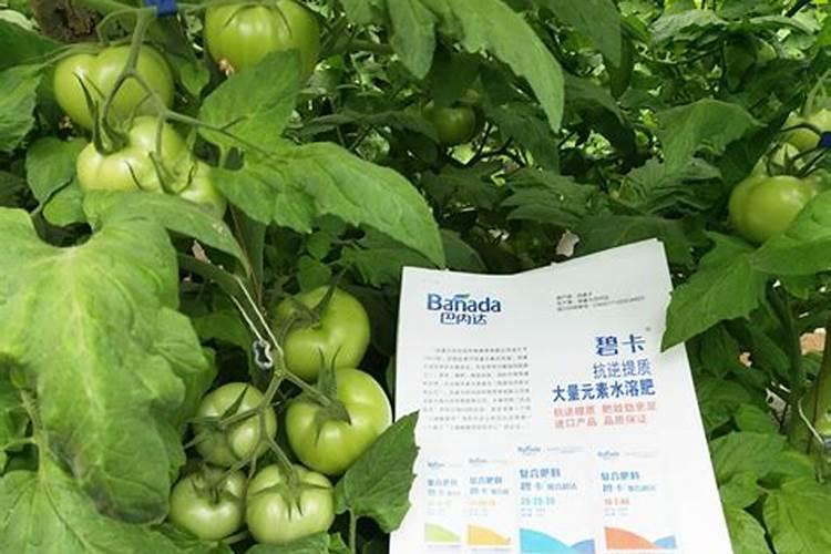 微量元素水溶肥多久用一次 微量元素水溶肥料的适用作物和使用方法