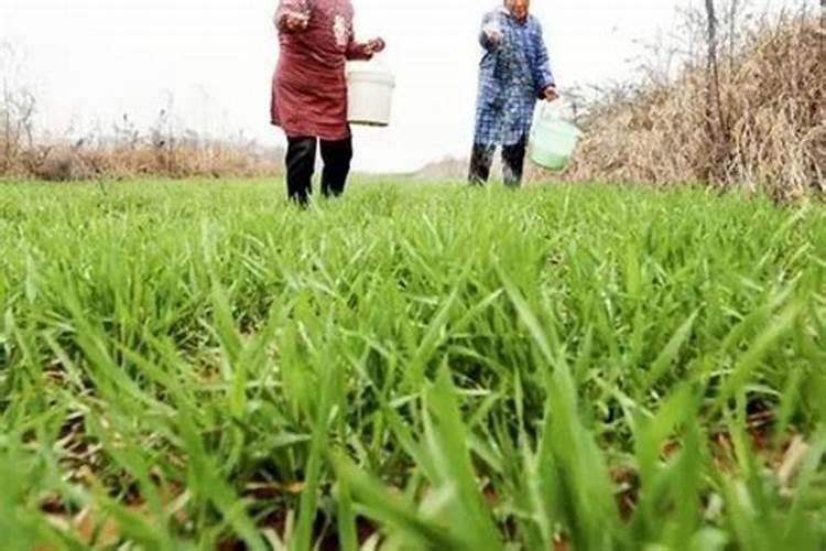 磷肥和二铵有什么不同