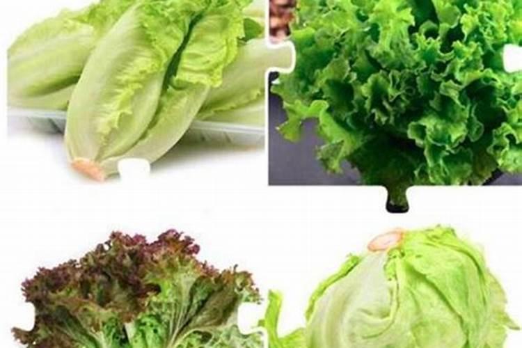 请问生菜软腐病怎么用药