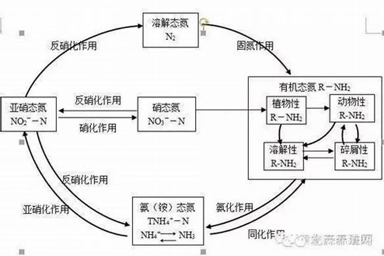 快速降解鱼塘中的氨氮？
