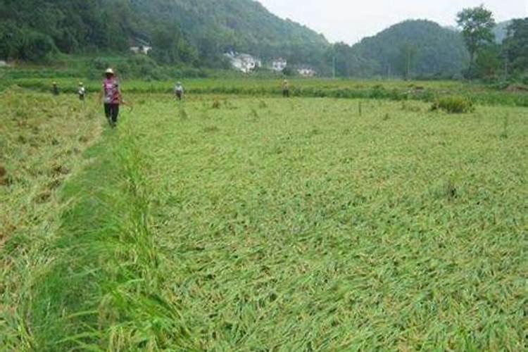 番茄黄化曲叶病毒病防治措施