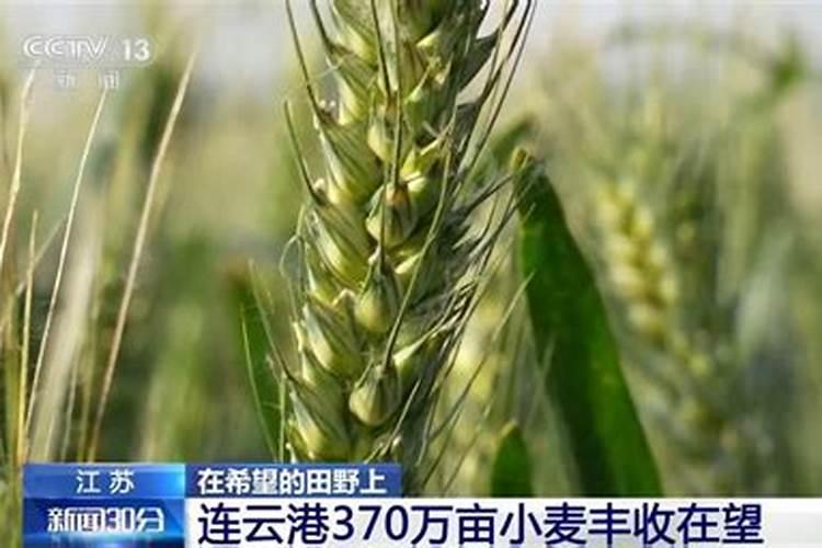 小麦施肥最佳配比 小麦施肥最佳配比是多少