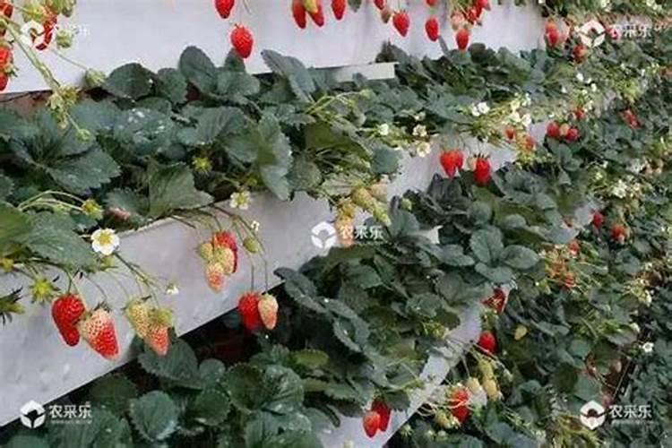 氮肥要兑水施在草莓苗上吗