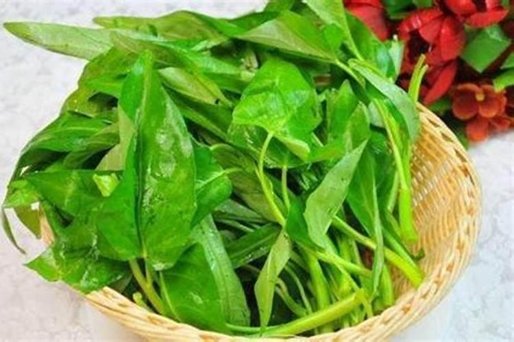 蕹菜(空心菜)叶子和芽发白,不是斑点状的,就是整张叶子都白。百度知...