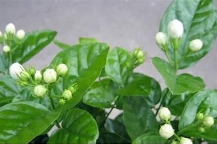 葡萄的花果管理技术,葡萄怎么施肥