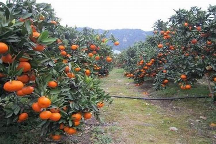 柑橘流胶病防治方法
