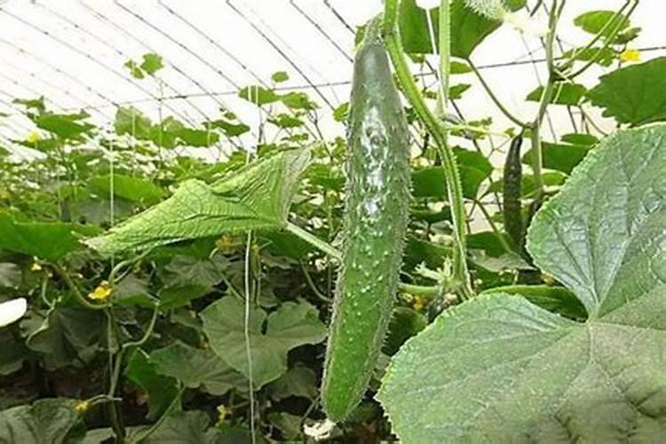 黄瓜施肥方法和注意事项 黄瓜施肥管理及注意事项