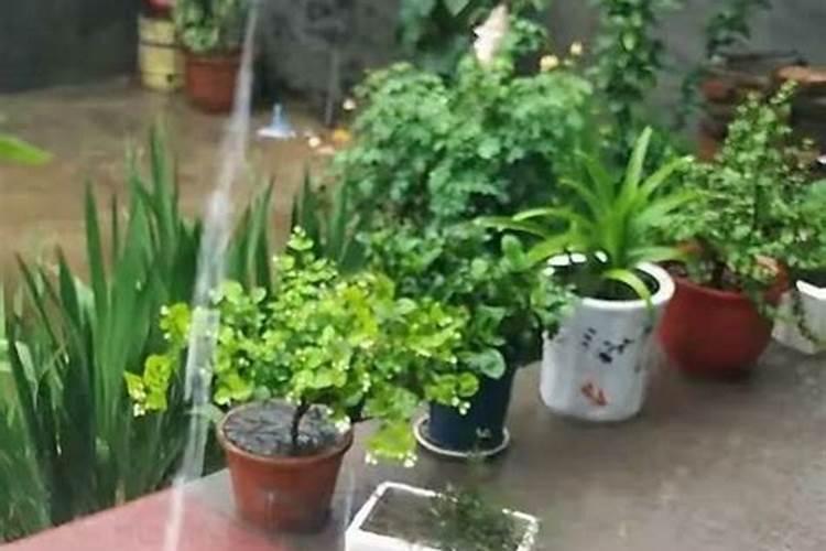 浇花的方法和技巧 叶片发黄是缺什么肥料