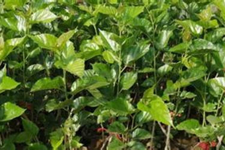 含腐植酸水溶肥料使用方法