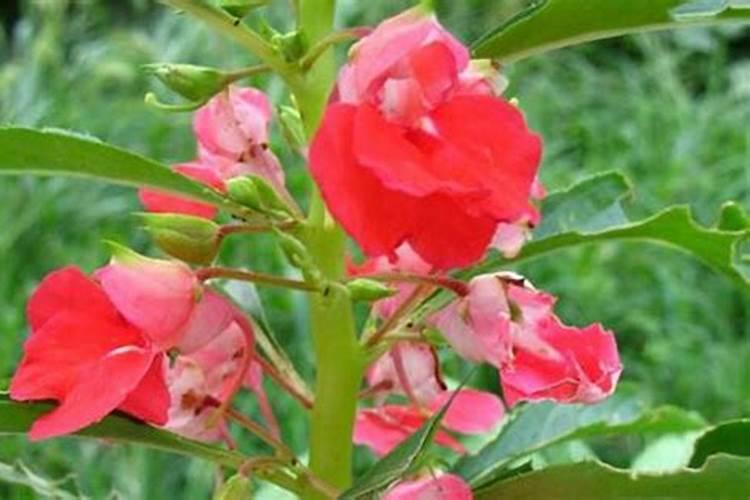 凤仙花怎么施肥,施肥过量叶子蔫了怎么办