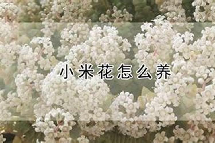 生虫子的小米怎么做花肥