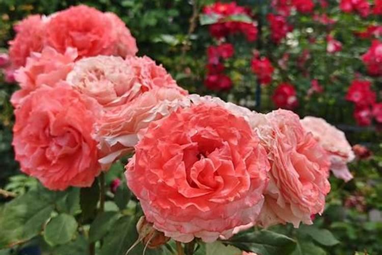 5月份月季开花过后,管理养护后会再次开花爆盆,如何养呢？