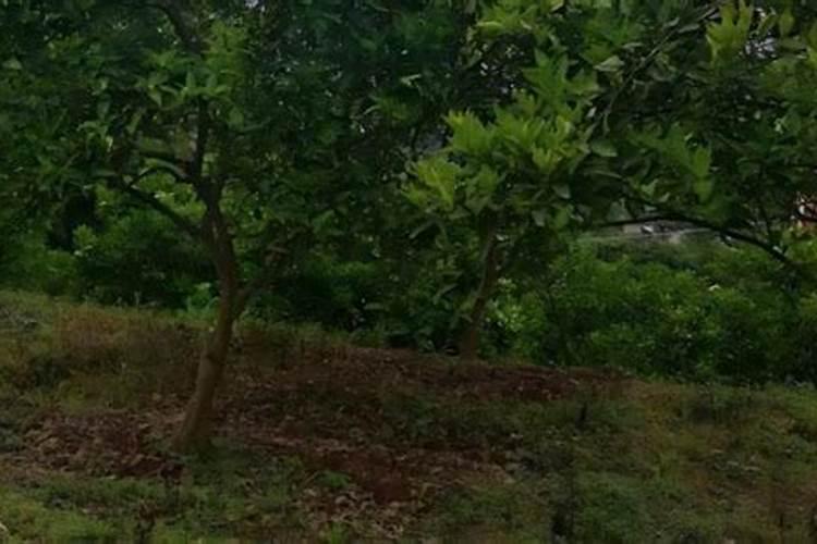 柑橘种植期间,该如何进行施肥？