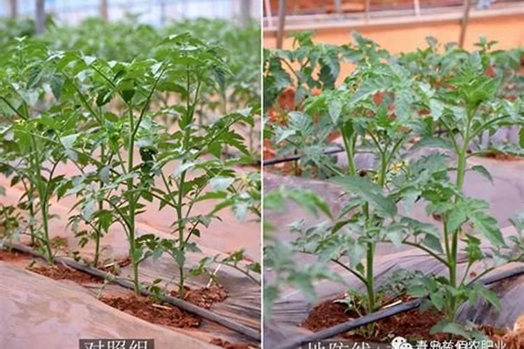 西红柿花期能喷施叶面肥吗？