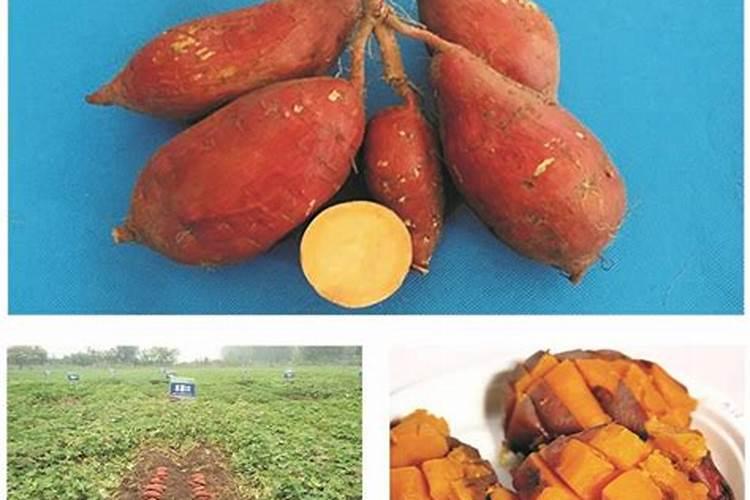 西瓜红地瓜的产量和种植技术