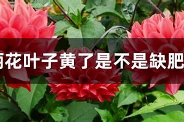 秋后大丽花如何管理 养护时需要注意什么