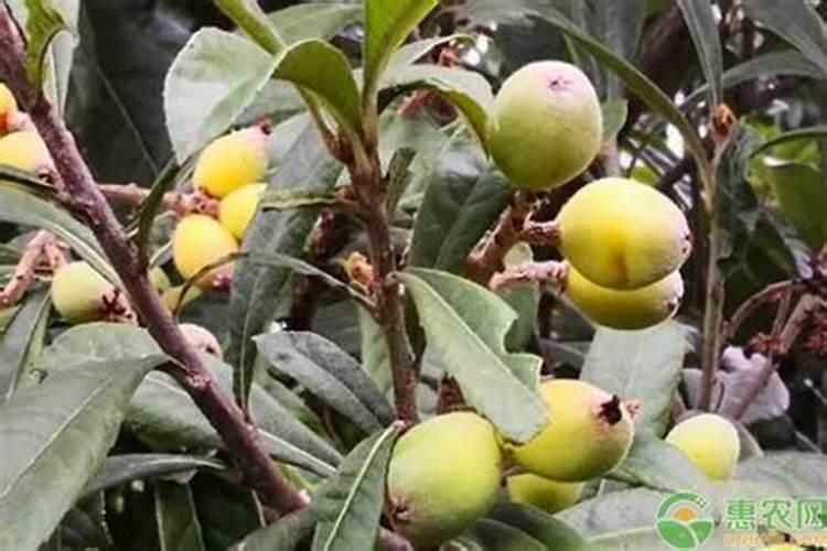 骨粉适合无花果吗？