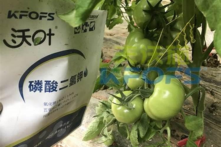 西红柿移栽苗后用什么肥料好