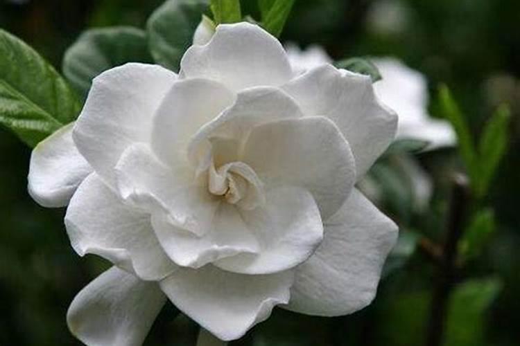 栀子花浇什么肥最好