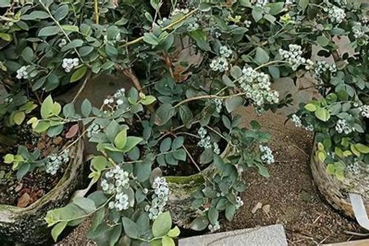 蓝莓怎么施肥