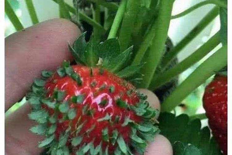 草莓子发芽了怎么种草莓子发芽了如何种
