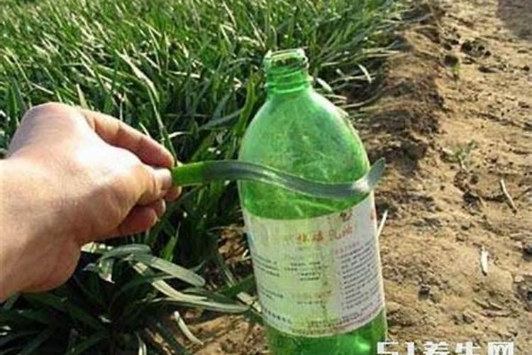 蔬菜打了磷酸二氢钾几天能吃