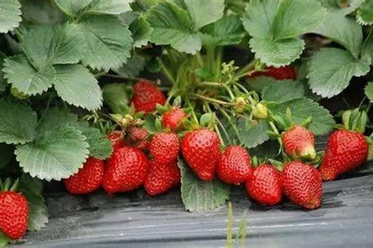 草莓各个时期的施肥方案 什么时候冲高磷肥