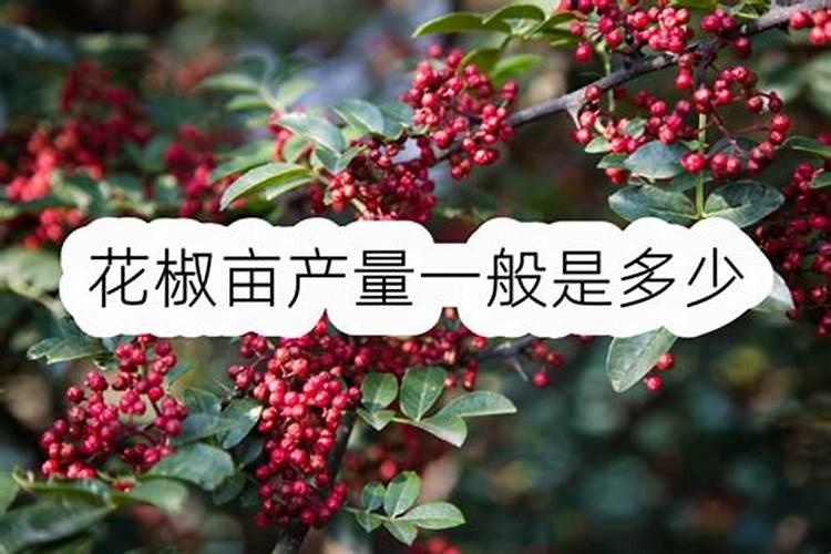 花椒坐果后要施肥吗