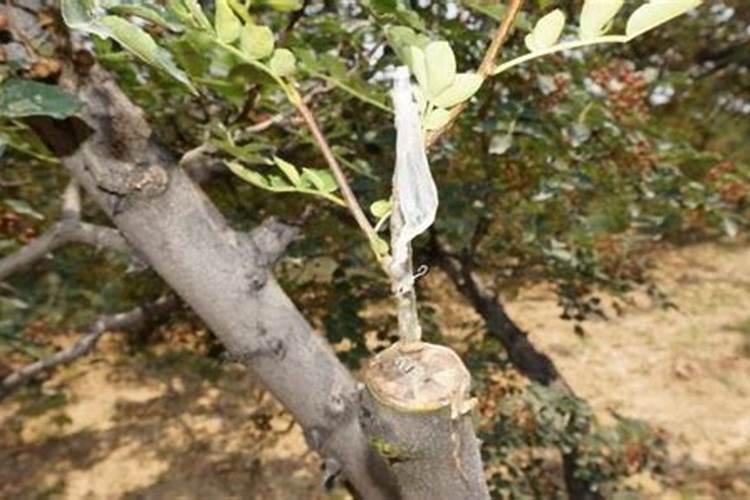 花椒用什么肥料好