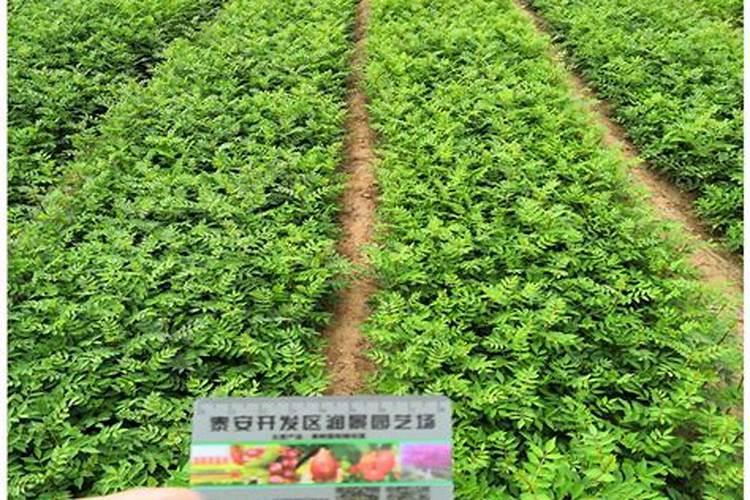 花椒用什么肥料好？