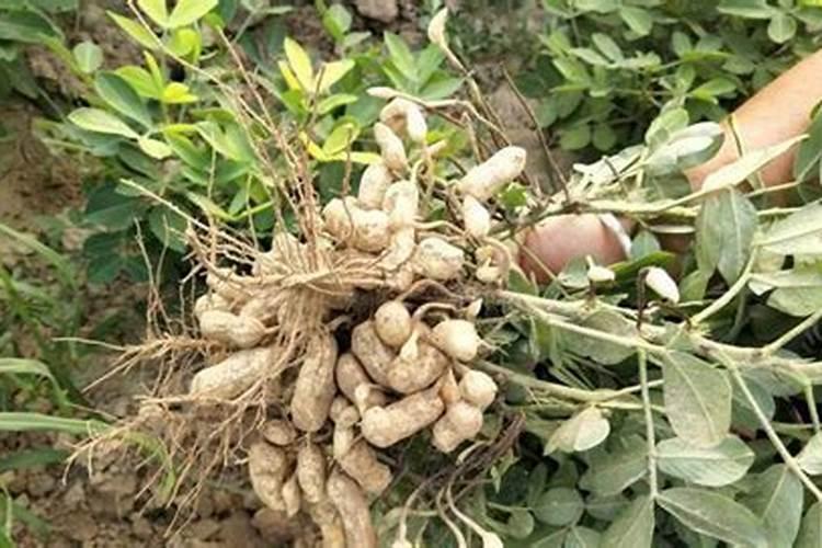 种植花生磷肥的正确方法