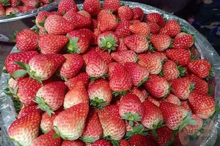 草莓磷肥什么时候用？磷肥施用过量怎么补救？