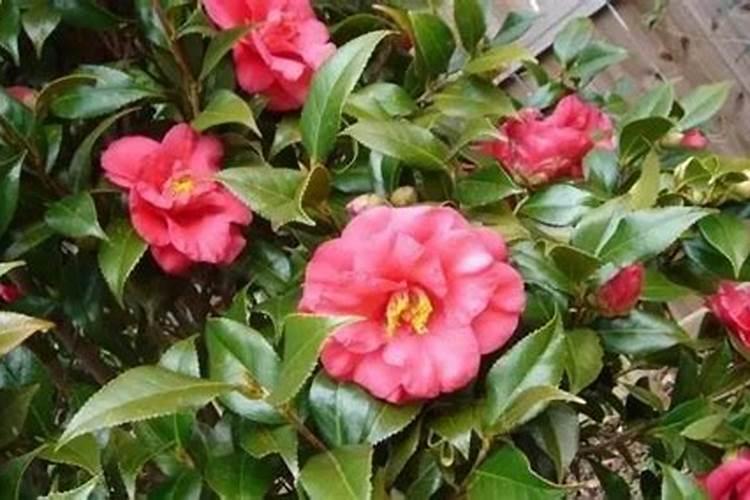 茶花冬天怎么养要注意什么