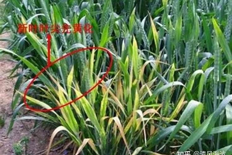 腐植酸、氨基酸、海藻素和鱼蛋白