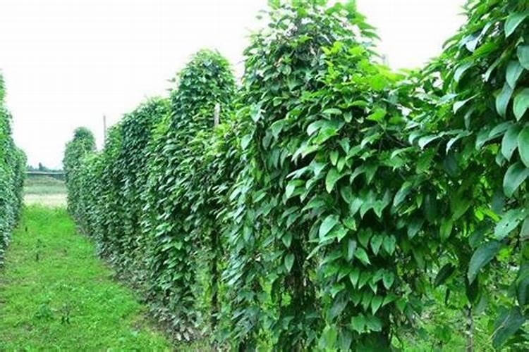 淮山药施肥方案