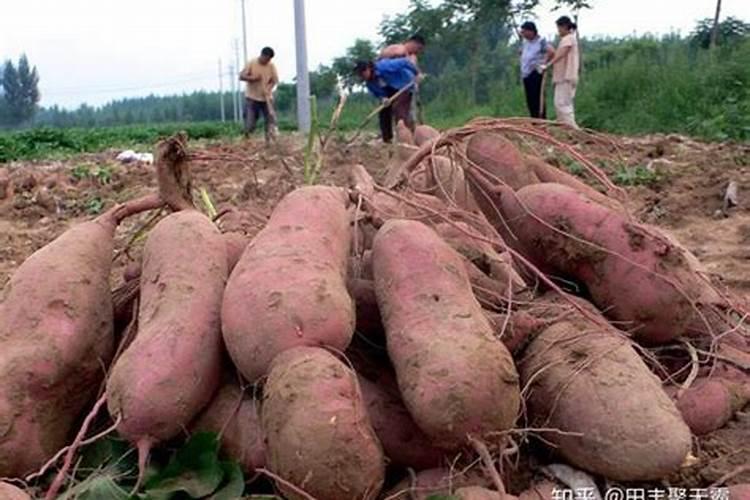红薯施钾肥能否用草木灰代替？