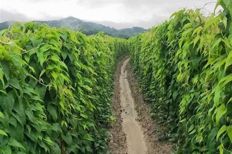 山药膨大常用的肥料