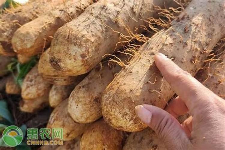桉树如何施肥比较好