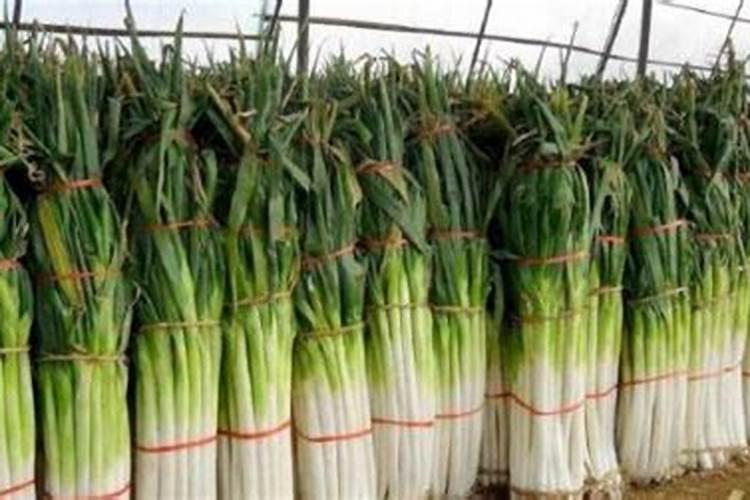 种葱用什么肥料最好