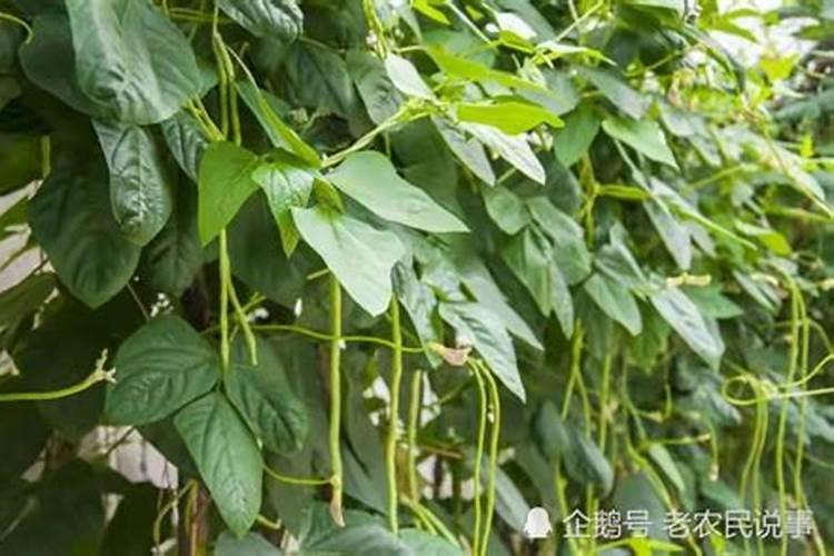 豆角开花期打什么叶面肥 豆角花期可以喷施叶面肥吗