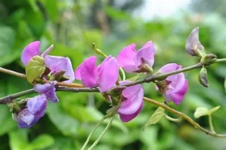 豆角开花期打什么叶面肥 豆角花期可以喷施叶面肥吗