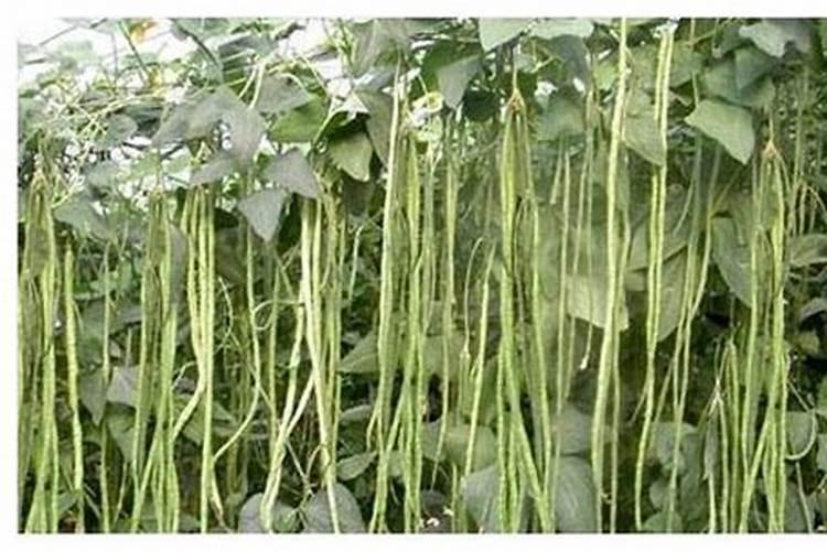 豆角开花期打什么叶面肥
